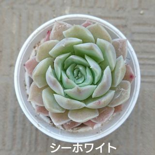 多肉植物 シーホワイト 抜き苗(その他)