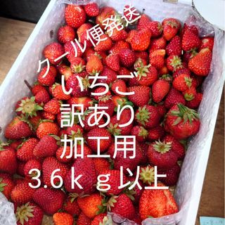 いちご　訳あり　加工用　3.6ｋｇ(フルーツ)