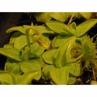 食虫植物 Pinguicula lutea USA 1鉢 ムシトリスミレ(その他)