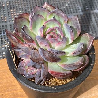 【新入荷】エケベリア　ブルーラバー　多肉植物韓国苗【ポコ多肉】(その他)