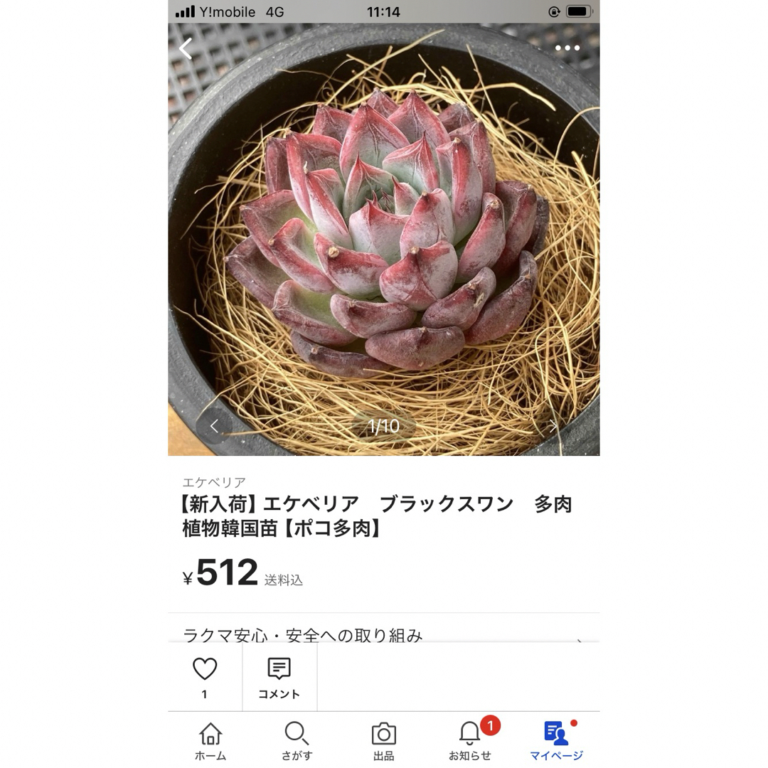 【新入荷】エケベリア　ピンクスワン　多肉植物韓国苗【ポコ多肉】 ハンドメイドのフラワー/ガーデン(その他)の商品写真