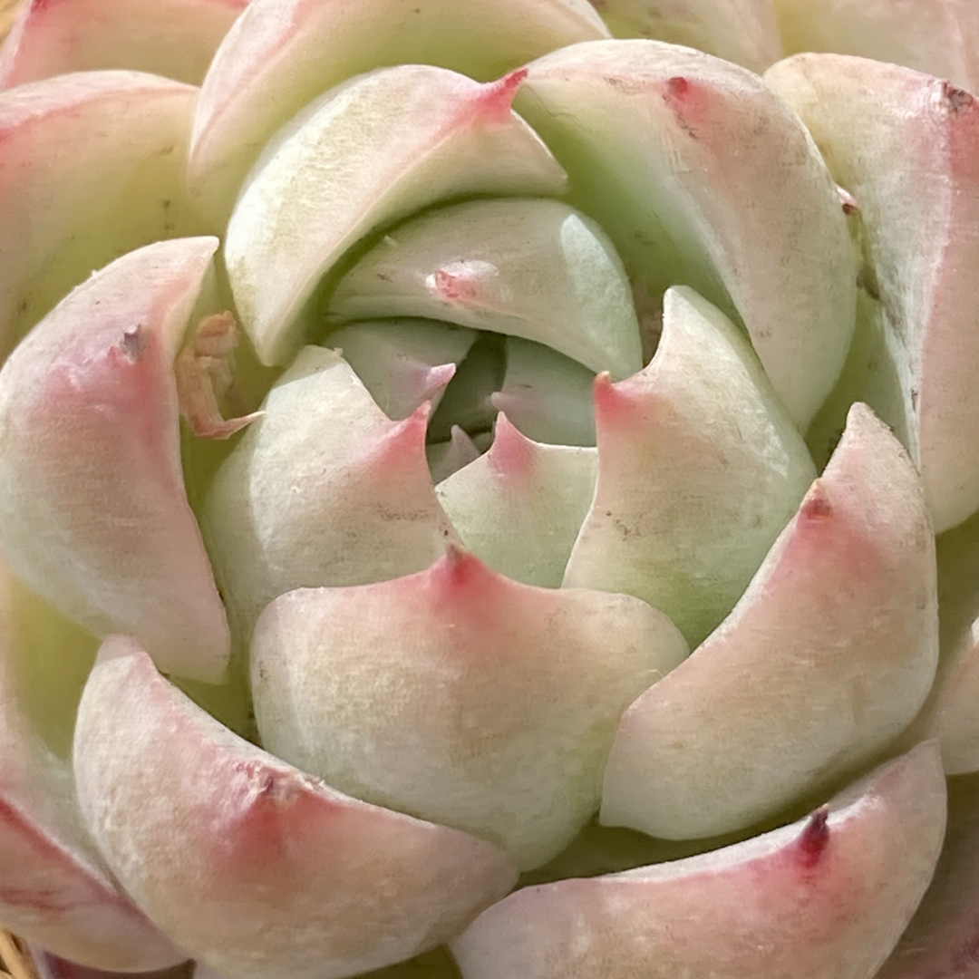 【新入荷】エケベリア　ピンククリスタルローズ　多肉植物韓国苗【ポコ多肉】 ハンドメイドのフラワー/ガーデン(その他)の商品写真