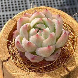 【新入荷】エケベリア　ピンククリスタルローズ　多肉植物韓国苗【ポコ多肉】(その他)