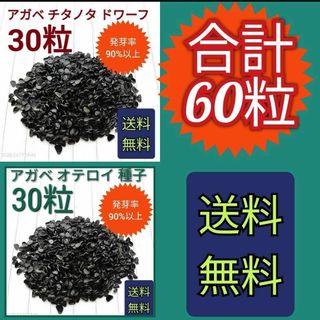 【即購入可】アガベ　チタノタドワーフの種子　30粒　オテロイの種子　30粒セット(その他)