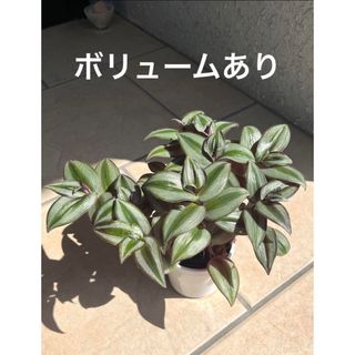 観葉植物　トラディスカンティア・ゼブリナ　苗(プランター)