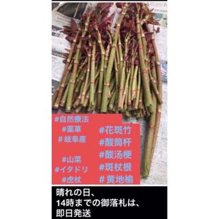 岐阜産、 春の恵み、天然　薬草、山菜、イタドリ、虎杖、ネコポス専用箱いっぱい(野菜)