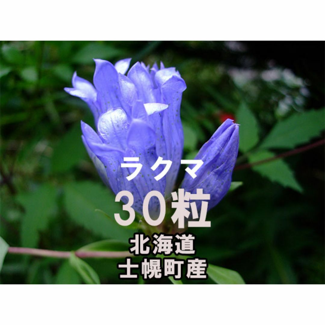 エゾリンドウ 種子 30粒 北海道士幌町産 山野草 ハンドメイドのフラワー/ガーデン(その他)の商品写真