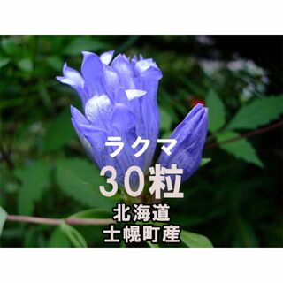 エゾリンドウ 種子 30粒 北海道士幌町産 山野草(その他)