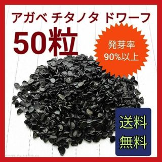 アガベ　チタノタドワーフの種子　50粒(その他)