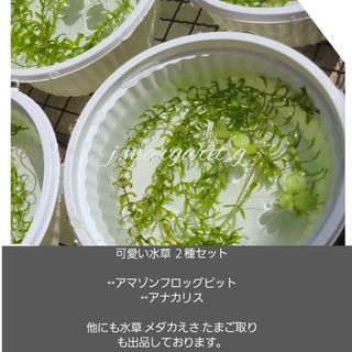 おまけ付き★　可愛い水草　２種セット(アクアリウム)