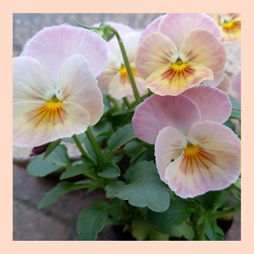 18粒　アプリコット系のフリル小輪パンジー✦アプリコットティ✦花の種 ハンドメイドのフラワー/ガーデン(その他)の商品写真
