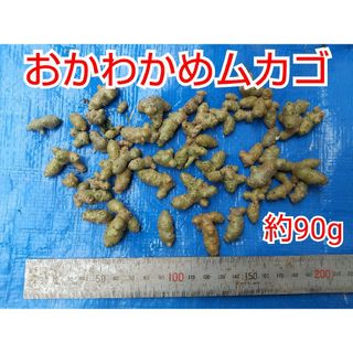 【今が植え時】おかわかめムカゴ 90g(野菜)