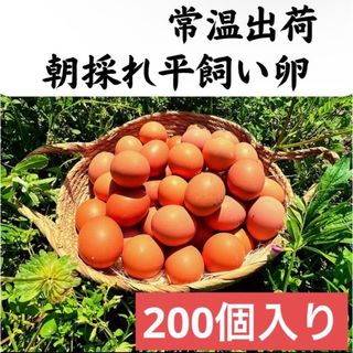 200個入り　佐伯養鶏場の朝採れ平飼い卵(その他)