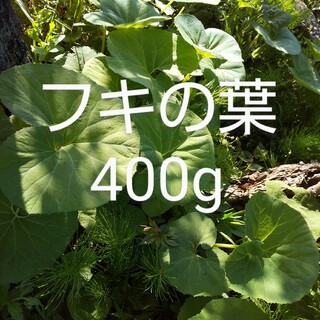 ふきの葉 約400g 新鮮 農薬不使用(野菜)