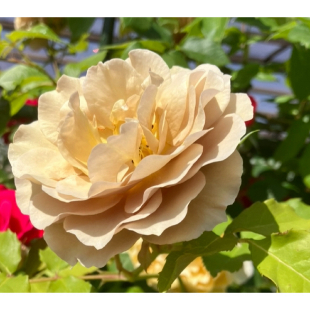 ★人気茶薔薇　挿し木苗★薔薇苗★四季咲き★強健★バラ★薔薇★フロリバンダ ハンドメイドのフラワー/ガーデン(その他)の商品写真