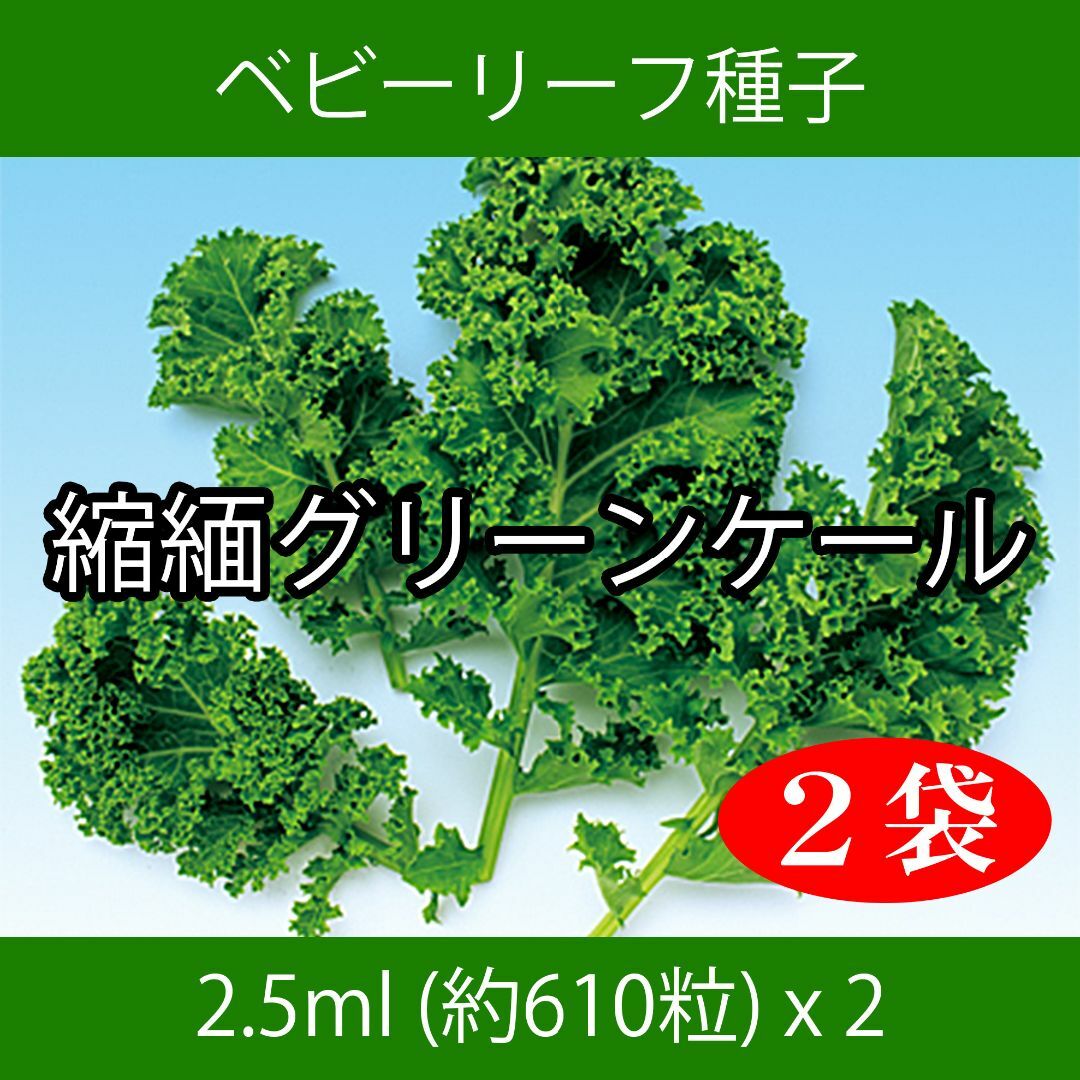 ベビーリーフ種子 B-08 縮緬グリーンケール 2.5ml 約610粒 x 2袋 食品/飲料/酒の食品(野菜)の商品写真