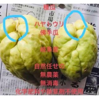 隼人瓜、佛手瓜chayote   チャヨテ　chowchow 1個(野菜)