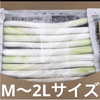 不揃いカット白ネギ　　　A4サイズ(野菜)