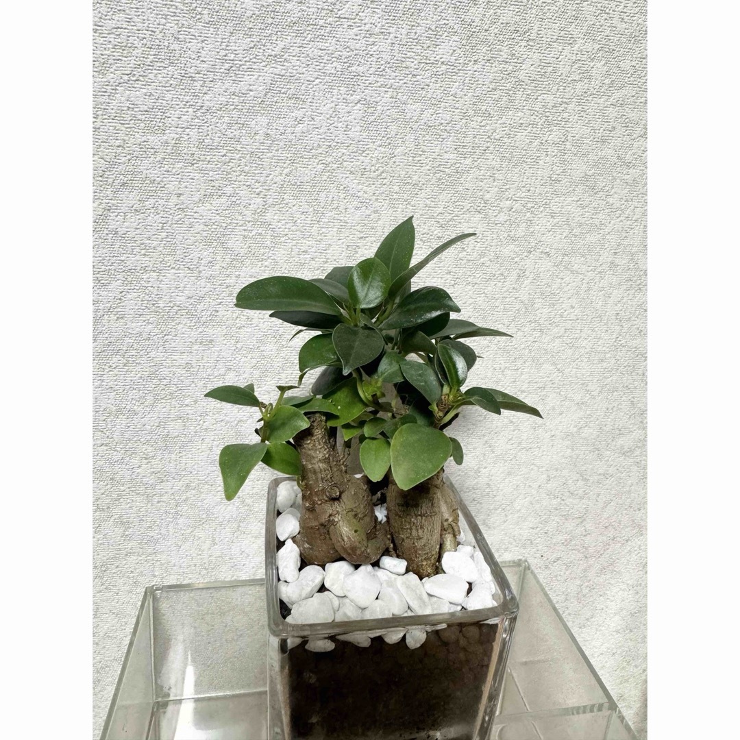 ガジュマル　ハイドロカルチャー　観葉植物 ハンドメイドのフラワー/ガーデン(ドライフラワー)の商品写真