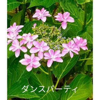 ダンスパーティ根付き（新芽2芽）＋ニゲラの種orポリナゴムの種(その他)