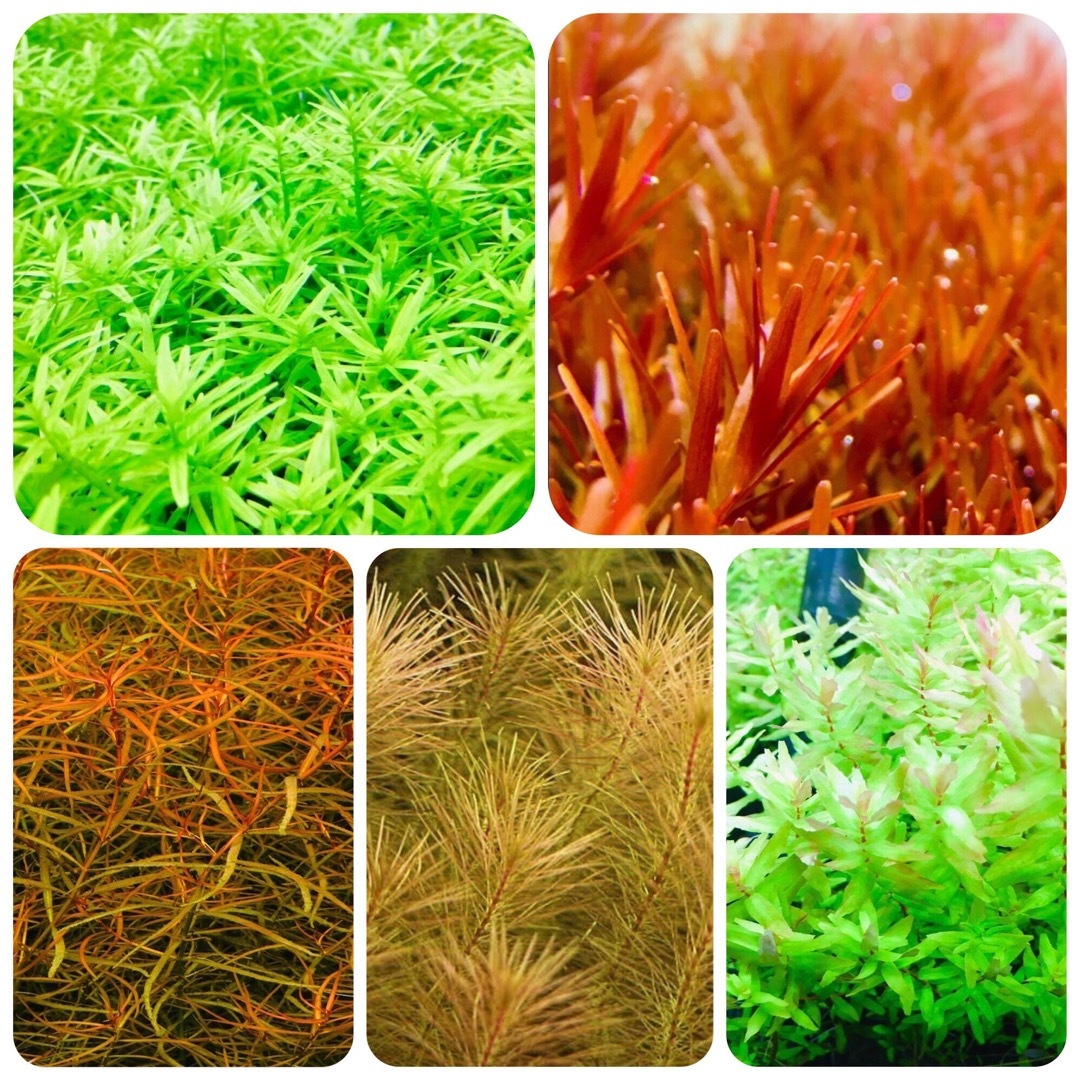 水草セット　5種類 水中葉　無農薬　無害虫 その他のペット用品(アクアリウム)の商品写真