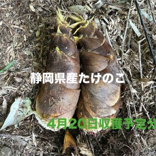 たけのこ　静岡県産　約9キロ(野菜)