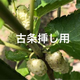 希少種 マルベリー 桑 白実桑 古条挿し 剪定枝3本 ペルシャンホワイト(その他)