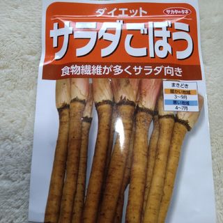 サラダごぼう　種　サカタのタネ(プランター)