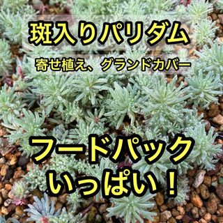 多肉植物　斑入りパリダム　グランドカバー(その他)