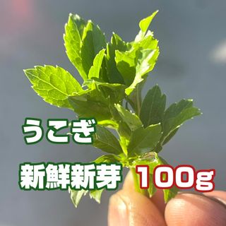 ウコギ新芽（葉）100g(野菜)