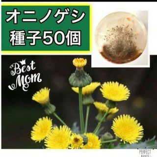 【同梱で50円値引き】オニノゲシ種子 50個 農薬使わず自家栽培(その他)