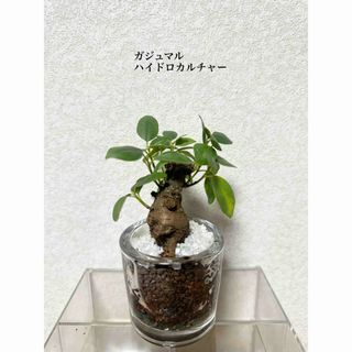 ガジュマル　ハイドロカルチャー　観葉植物(ドライフラワー)