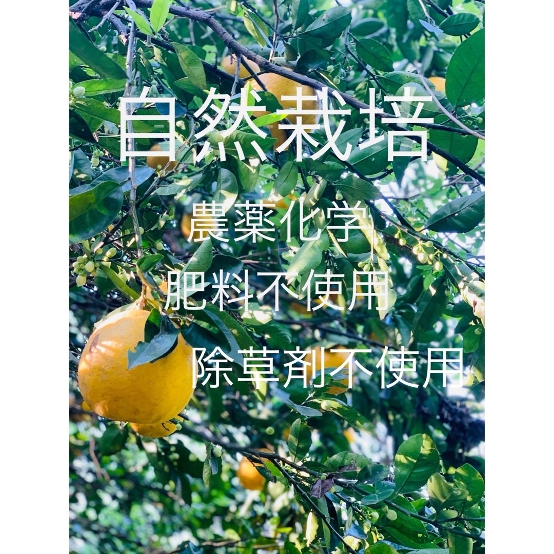 とれたて葉つき晩柑（自然栽培）約9〜10キロ　農薬不使用　　ジューシーみかん 食品/飲料/酒の食品(フルーツ)の商品写真