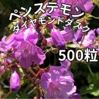 【株いっぱいのお花!⠀】ペンステモン 種  花の種 多年草 宿根草(その他)