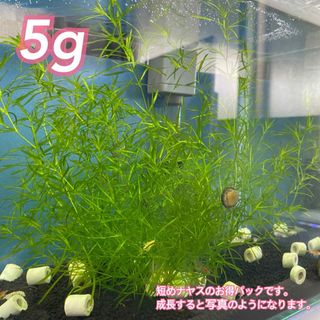 ナヤス 水草 完全無農薬 5g(アクアリウム)