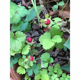 へびいちご　野いちご苗　５〜6個ほど(プランター)