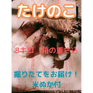 たけのこ　福岡県産　8キロ箱の重さ込　米ぬかお付けします(野菜)