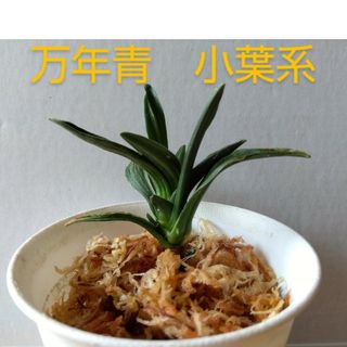 万年青（おもと）小葉系　抜き株(その他)