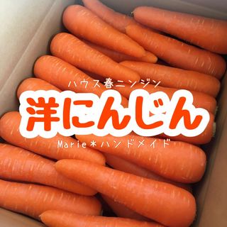 洋にんじん　6kg　春　ハウスニンジン　人参　野菜　産地直送　期間限定(野菜)