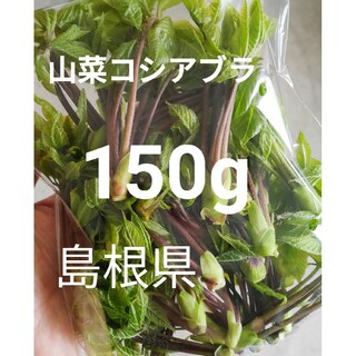 山菜　コシアブラ　150g　島根県産　野菜　 無農薬 　山菜の女王　こしあぶら(野菜)