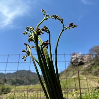 わらび　完全無農薬　大自然島根県深山で採れた　太い！　ワラビ　蕨(野菜)