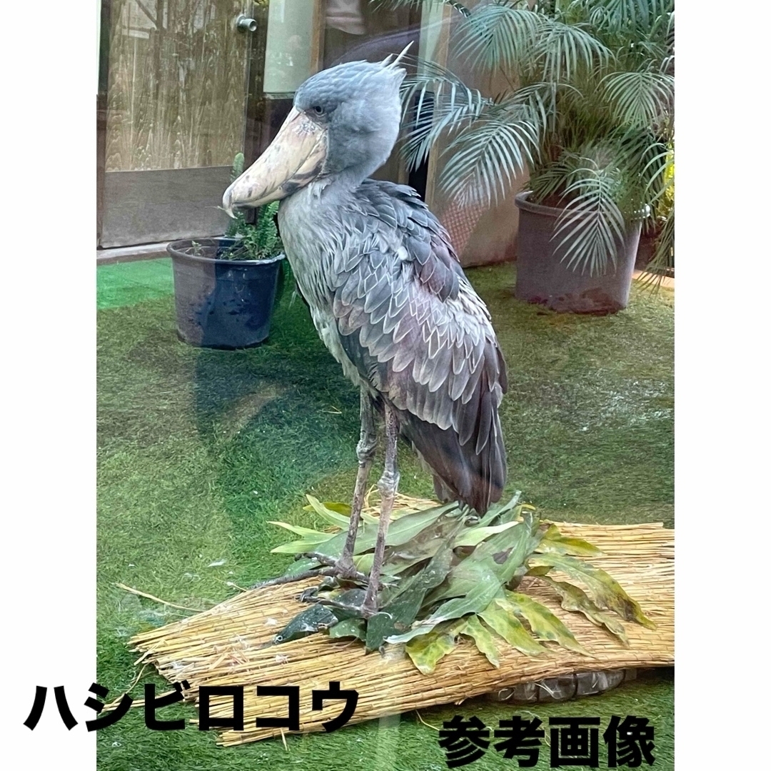 ハシビロコウレディース爽涼靴下２足‼︎ レディースのレッグウェア(ソックス)の商品写真