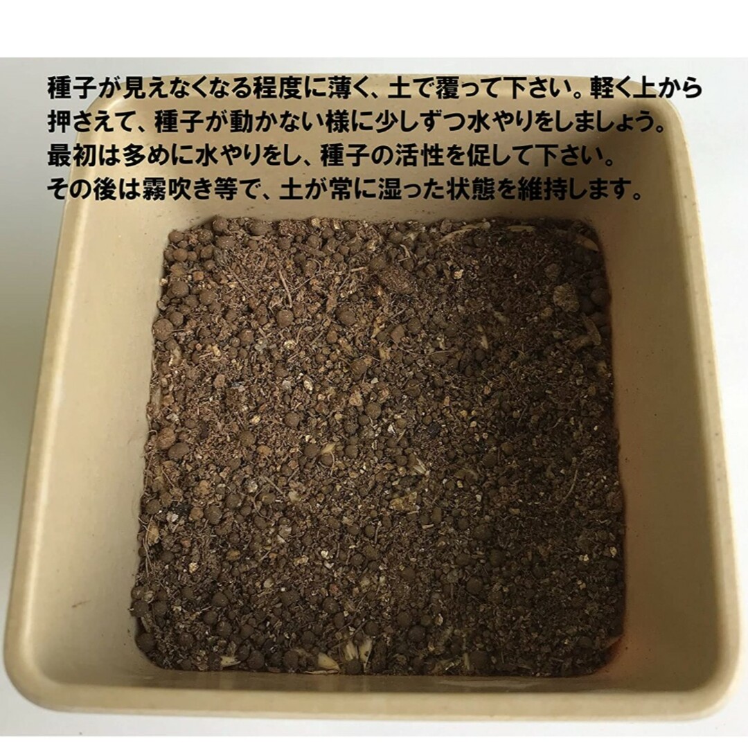 【大容量】猫草の種 800g 40回分 食べれる草の種 ペットの健康に その他のペット用品(ペットフード)の商品写真