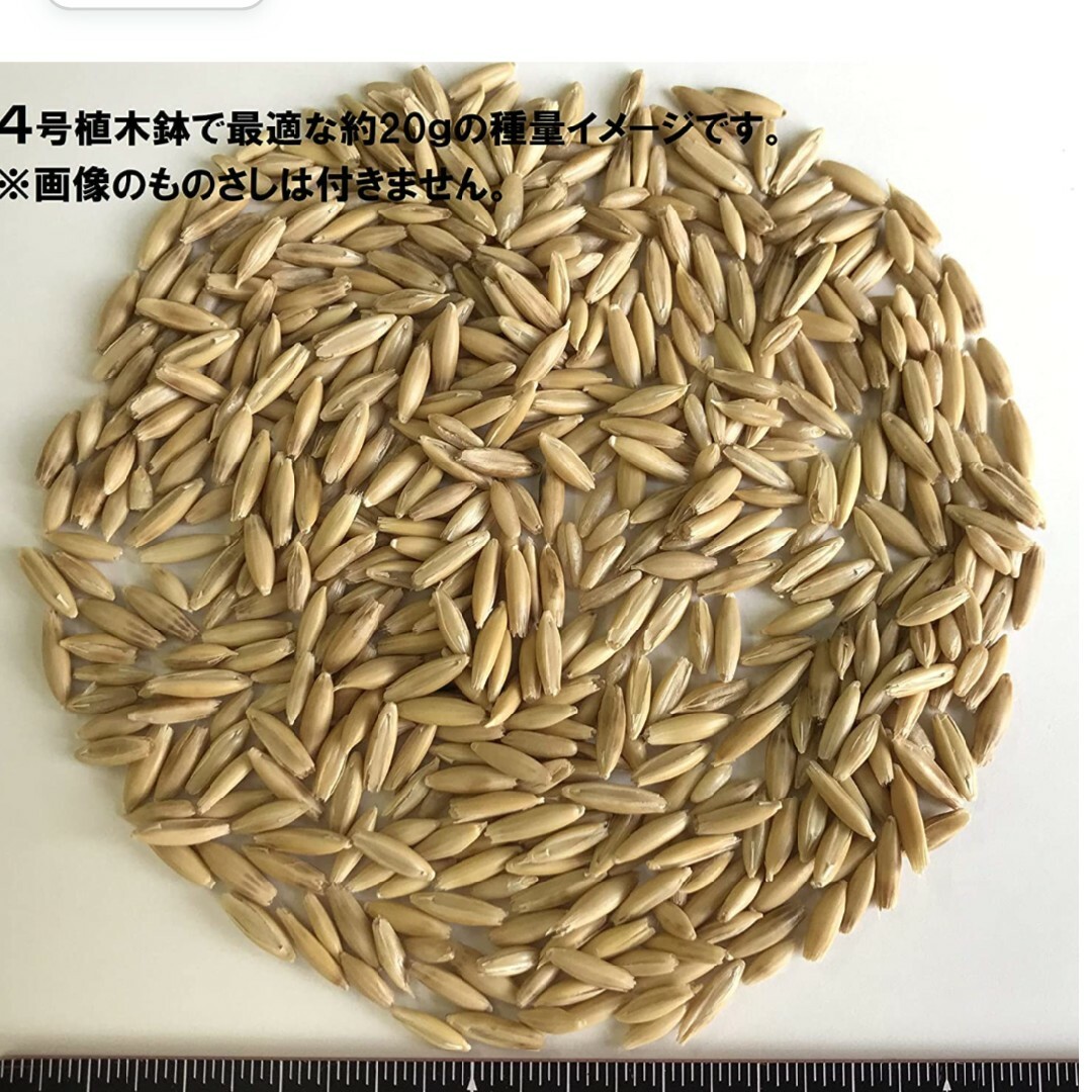 【大容量】猫草の種 800g 40回分 食べれる草の種 ペットの健康に その他のペット用品(ペットフード)の商品写真