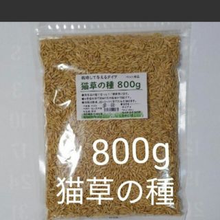 【大容量】猫草の種 800g 40回分 食べれる草の種 ペットの健康に(ペットフード)