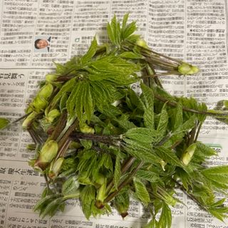 コシアブラ山形県産　300グラム(野菜)