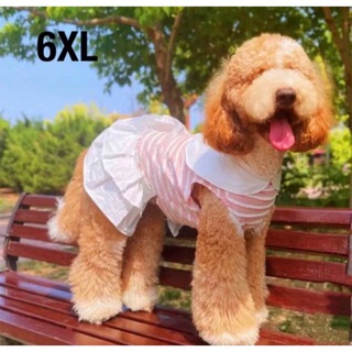 【ペット用】大型犬用ペット服フリルボーダーサーモンピンクドレス　大きい襟　6XL(犬)