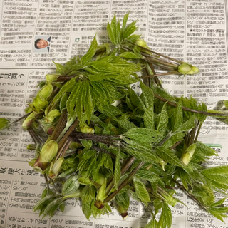 コシアブラ山形県産200g(野菜)