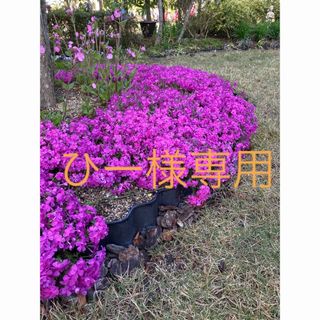 芝桜　ダニエルクッション　苗(その他)