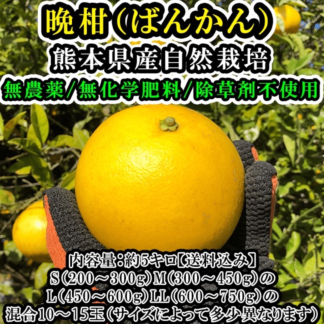 熊本産【農薬・化学肥料・除草剤】栽培前後不使用「ばんかんジューシー」約5キロ 食品/飲料/酒の食品(フルーツ)の商品写真